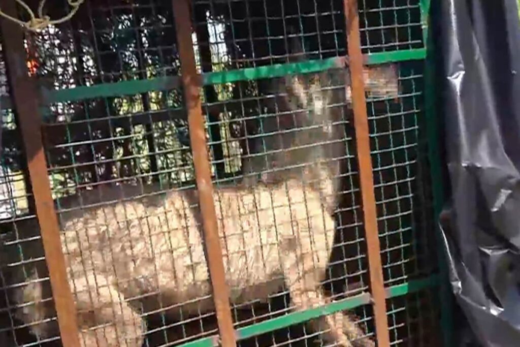 'Love Trap' to be Laid for Bahraich’s Lame Wolf. What is the Forest Department’s New Strategy?