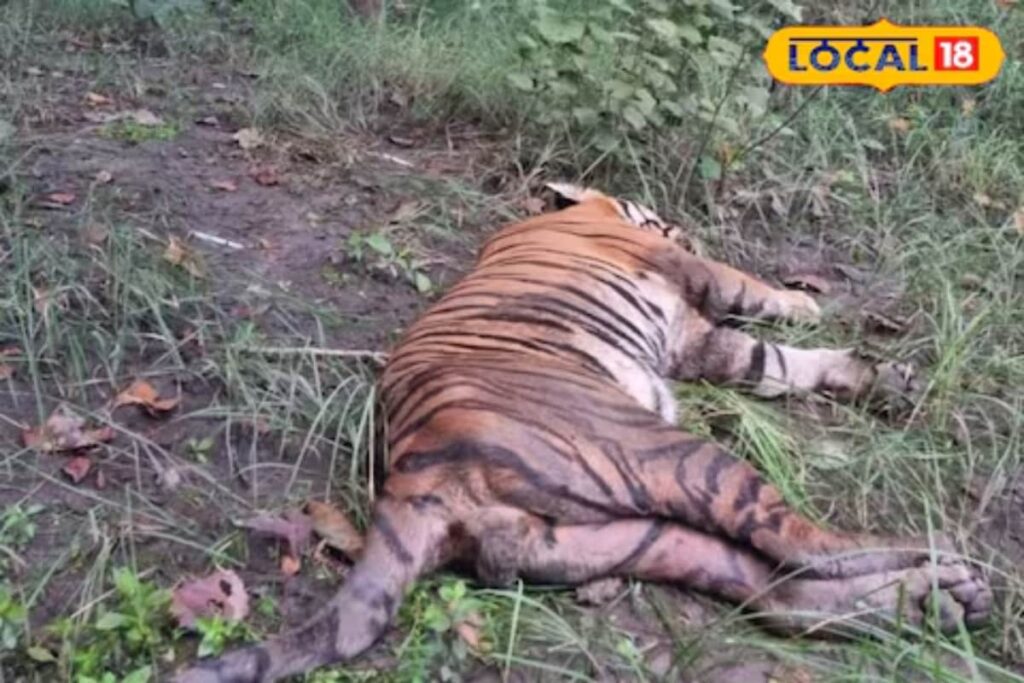 Firecrackers, Horns Made This Tiger Go Deaf; Is This Why It Was Attacking Humans in Pilibhit?