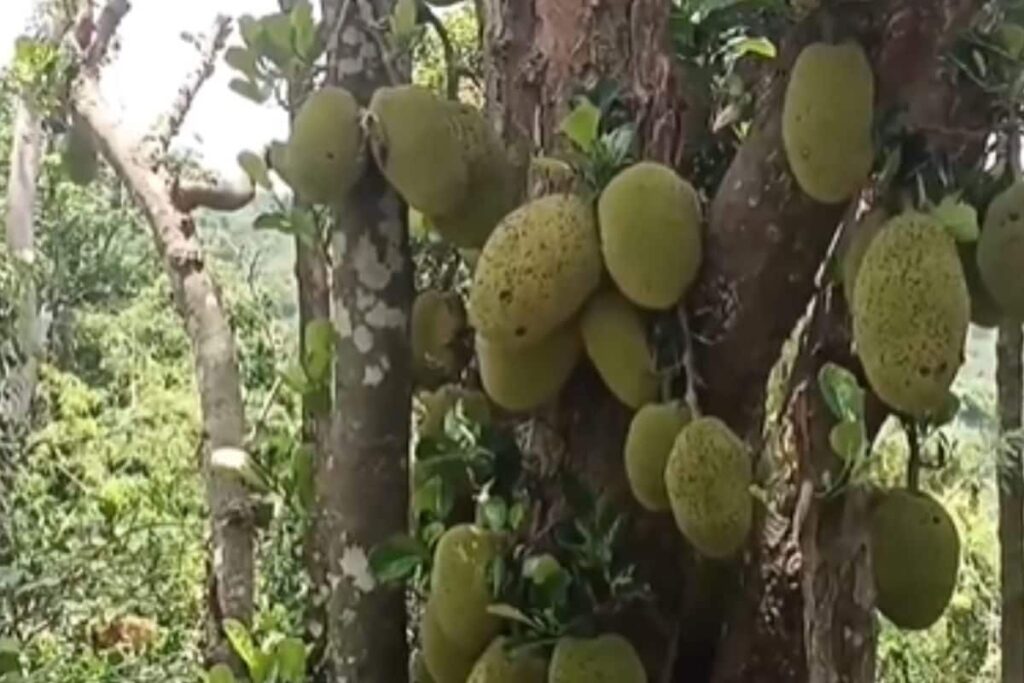 In Tamil Nadu's Sirumalai, Farmers Make Profits As Jackfruit Demand Surges
