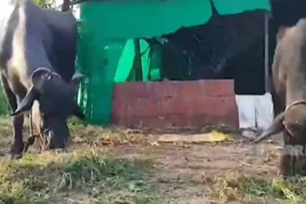 How This Karnataka Man Increased His Income By Buying Murrah Buffalo From Haryana