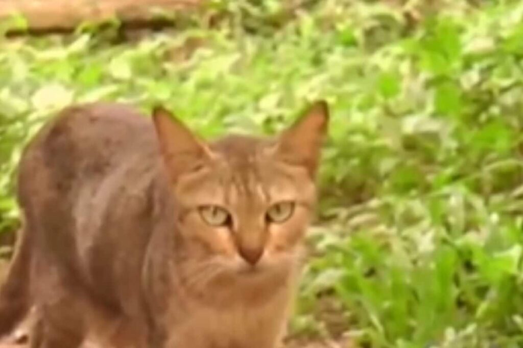 Elderly Mangaluru Couple Turns Home Into Sanctuary For Their Love Of Cats