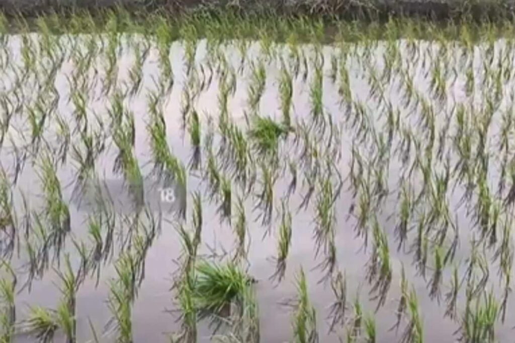 Why Production Of Sona Masuri Rice Has Fallen Significantly In Andhra's Kurnool