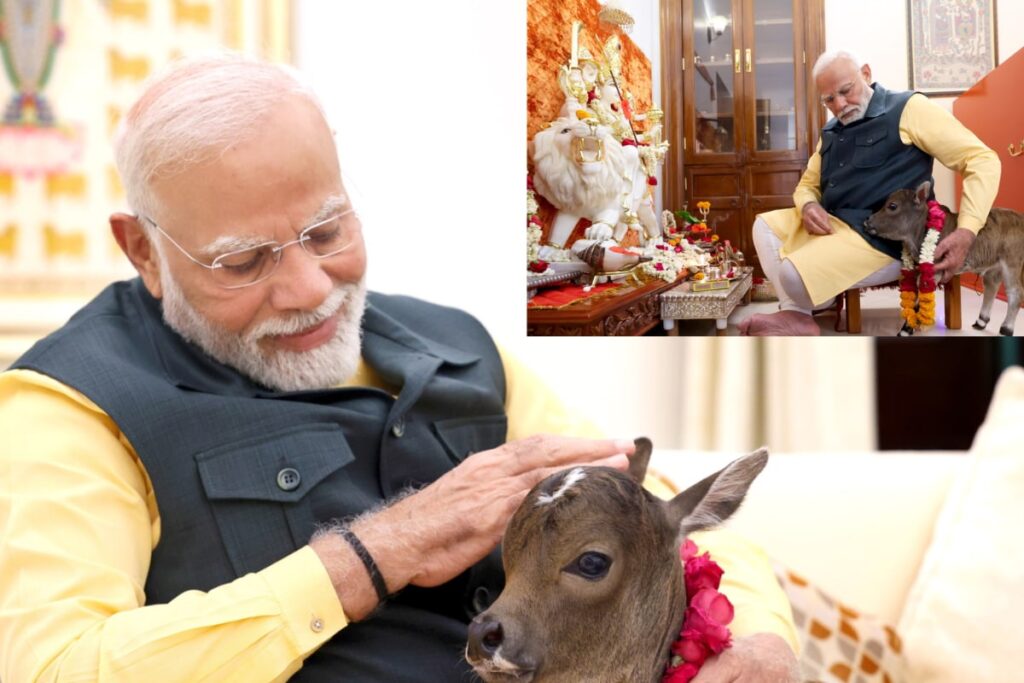 PM Modi’s Punganur Cow Love Gives Andhra Its Moo-Ment: The Breed Which Sends ‘Golden Milk’ To Tirupati Temple