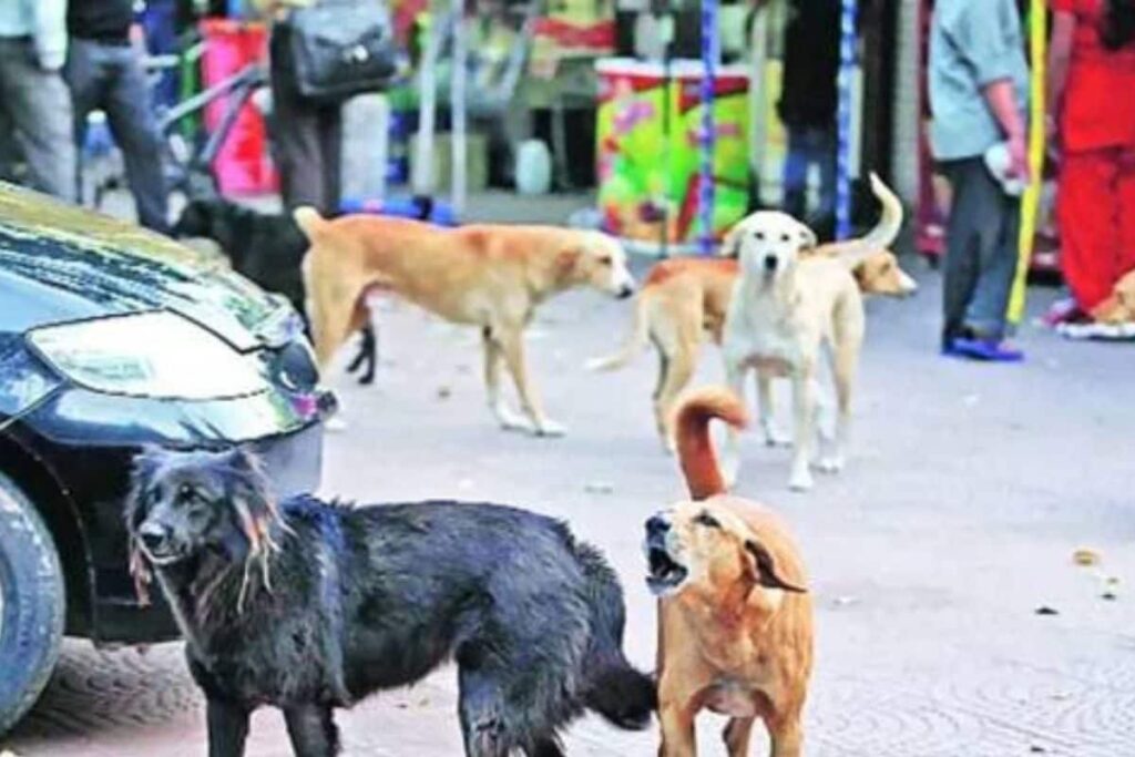 Stray Dogs Attack Child Playing Outside House In Pune's Chakan, Horrific Incident Caught On CCTV