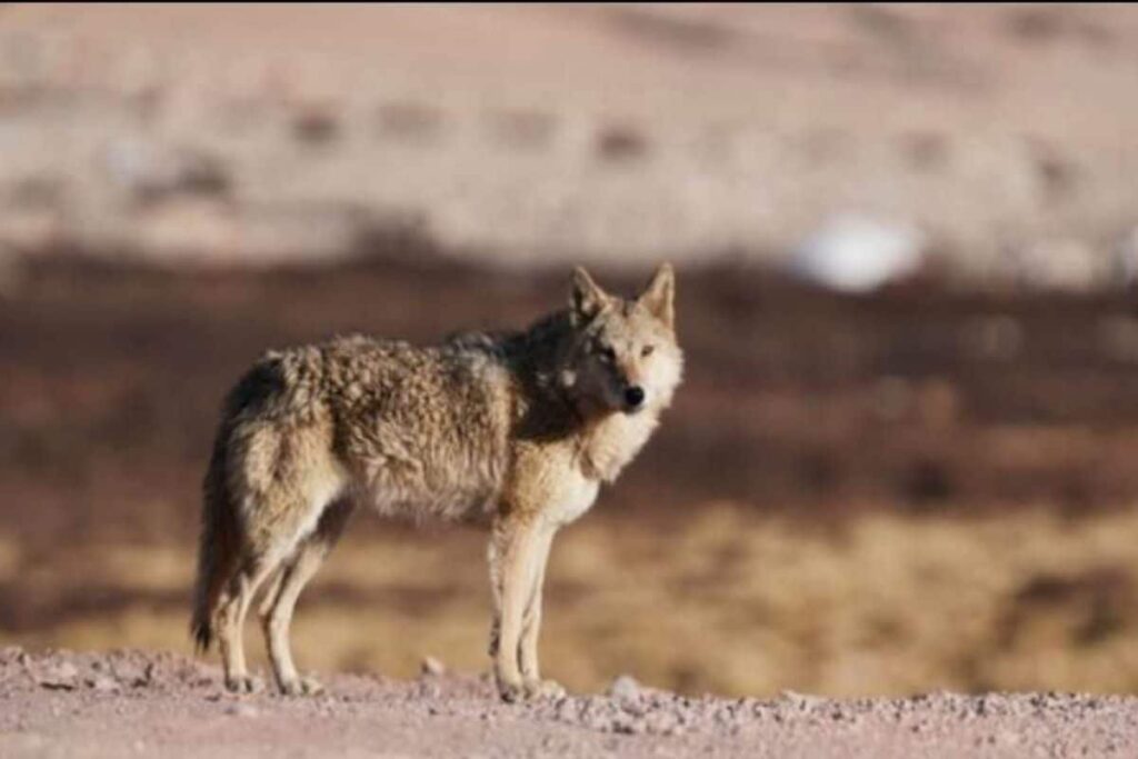 No End of Wolf Menace: After UP's Bahraich, Wolf Attacks Leave Family of 5 Injured In MP's Khandwa