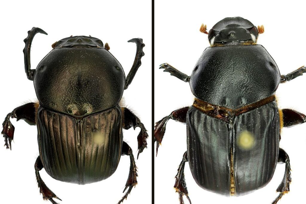 New Beetle Species Discovered from Bengaluru’s Last Remaining Grasslands In Hesaraghatta