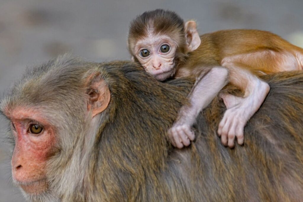 Rs 5-Crore Animal Shelter to be Built at This Place in Noida on 30-Year Lease