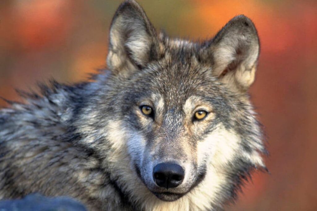 Bahraich Terror: Are Wolves Man-Eaters? Why Do They Target Children? Forest Officer Explains