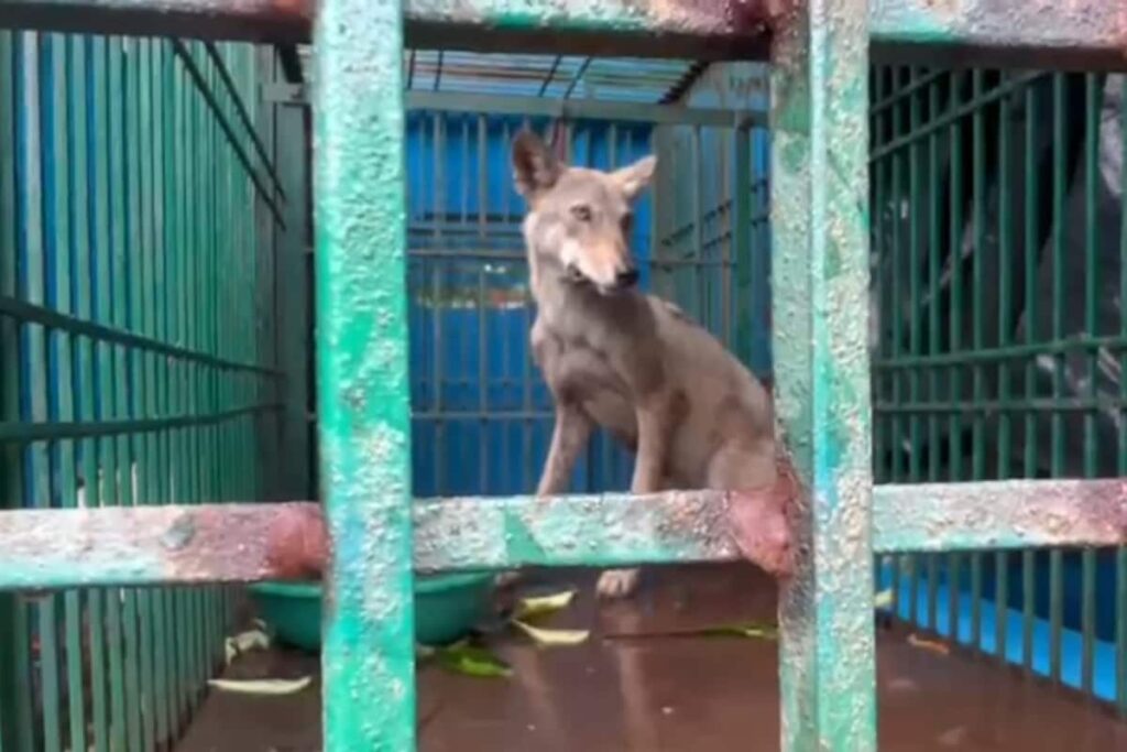 Wolf Attacks Continue to Terrorise UP's Bahraich, Two Injured in Latest Incident