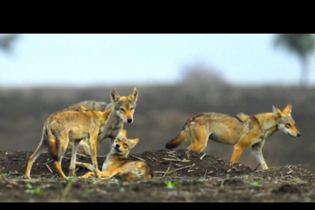 Why Are Wolves Back to Hunting Children in UP's Hinterland after 30 Years? Here's What Scientists Say