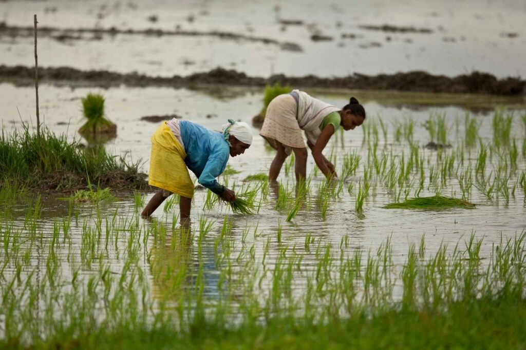 Micro-Level Weather Forecasting At Panchayat Level: Modi Govt's Initiative To Boost Agriculture, Disaster Preparedness