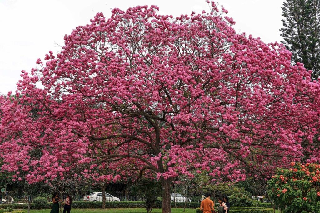 Bengaluru: Cubbon Park-Like Space To Come Up Soon In This Part of City | Details
