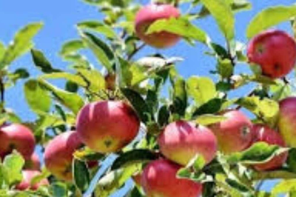 How This Nilgiri Farmer Is Successfully Growing Himachal Apple Varieties