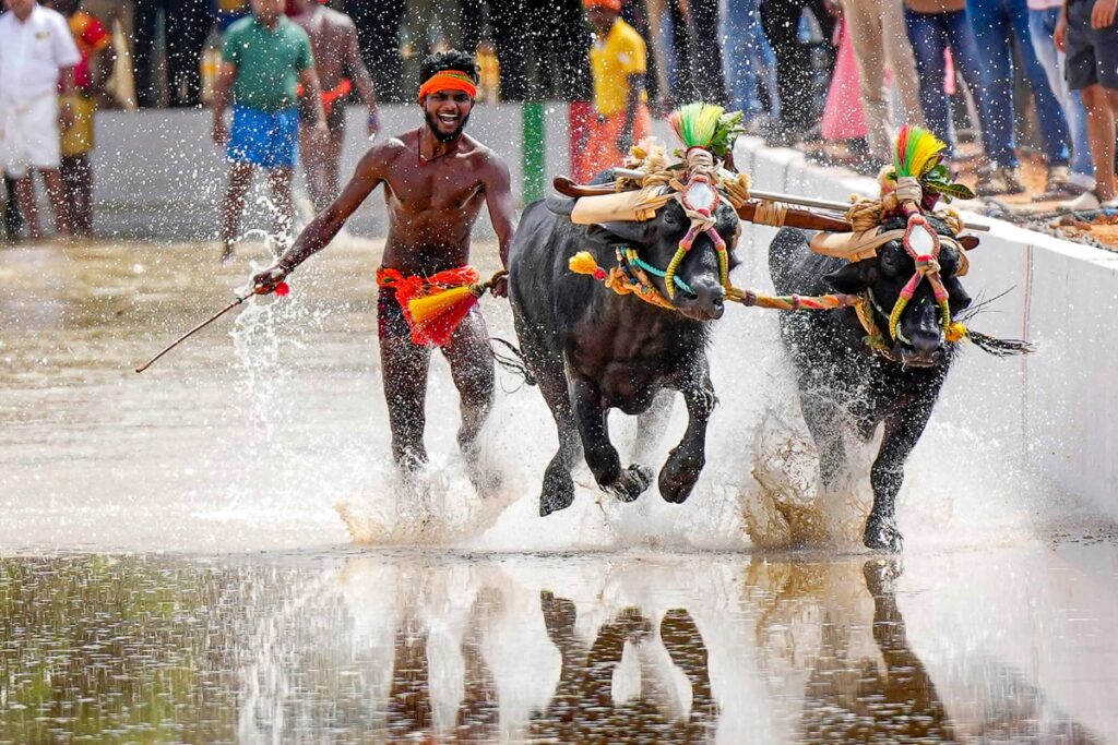 'It's The State's Culture': Karnataka Govt Defends Kambala Bull Race In High Court
