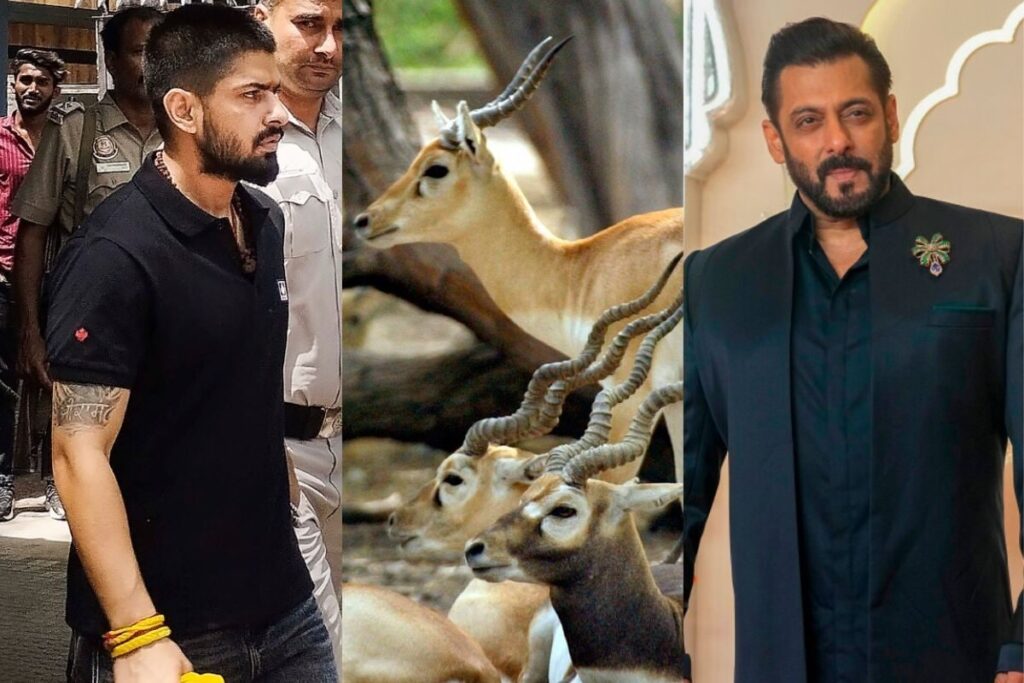 Blackbucks, the Bone of Contention Between Lawrence Bishnoi and Salman Khan, Sell for This Much in the Black Market
