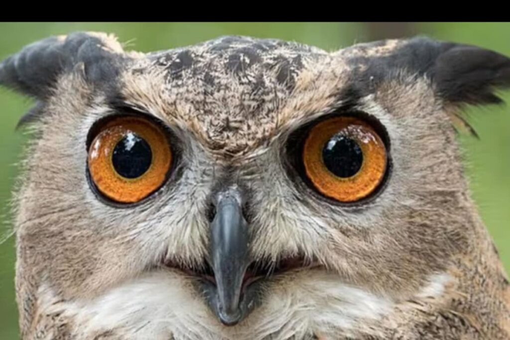 Why Are Owls Sold For Rs 10,000-50,000 For Sacrifice On Diwali?