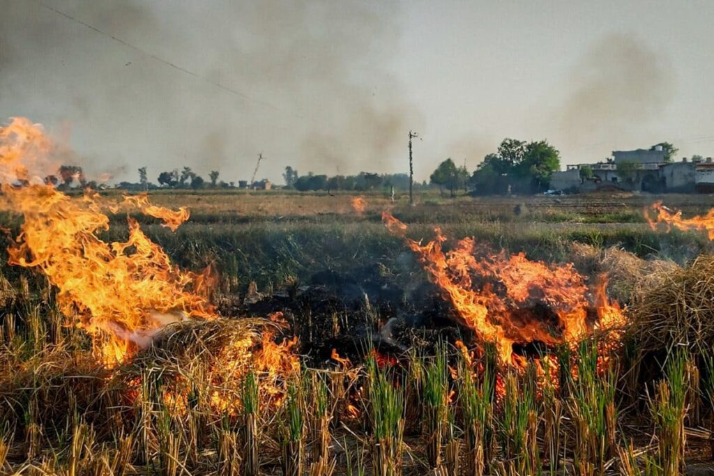 Stubble Fires On Decline In Punjab, Haryana After Record Peak in 2021, But Total Cases Still High