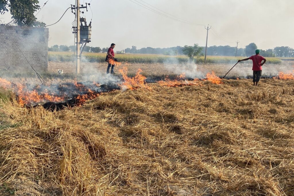 'No FIR Can Stop It': Stubble Burning Continues As Farmers' Dilemma Persists In Punjab, Solutions Seem 'Not Viable'