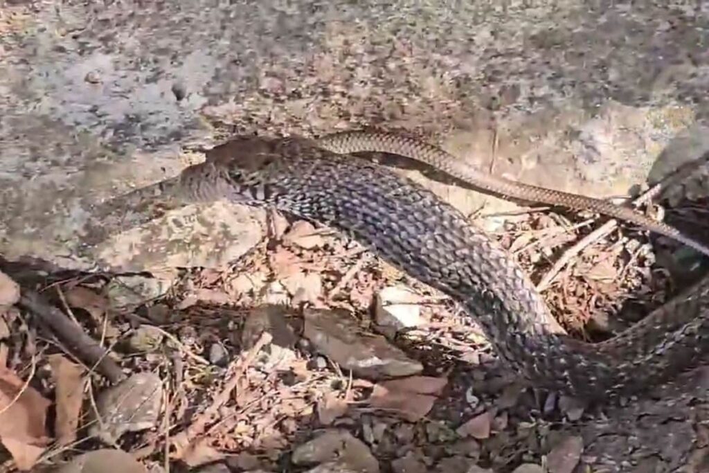 Unusual Encounter in Kota: One Snake Swallows Another, Then Spits It Out