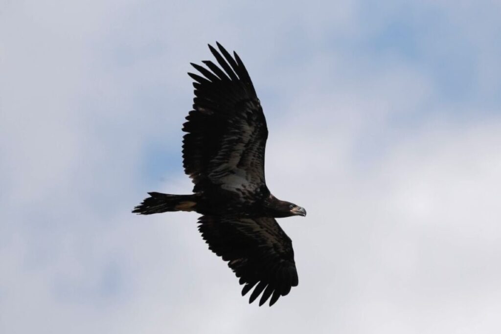 Uttarakhand To Recognise Bird Watching As An Industry, Eyes Tourism Boost