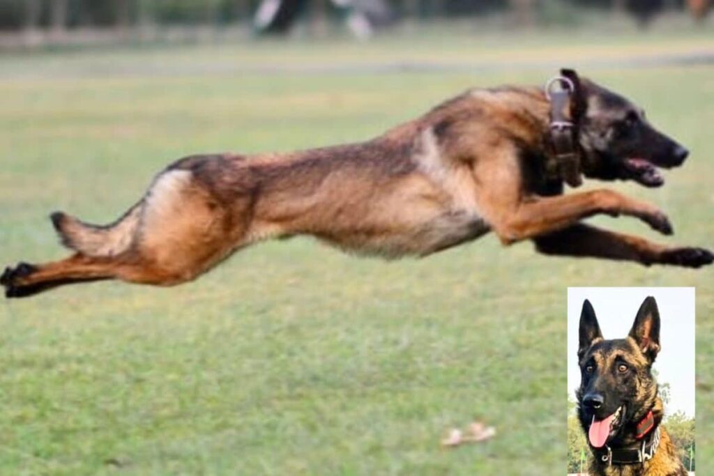 'Supreme Sacrifice Of True Hero': Army Dog 'Phantom' Killed In Akhnoor Encounter