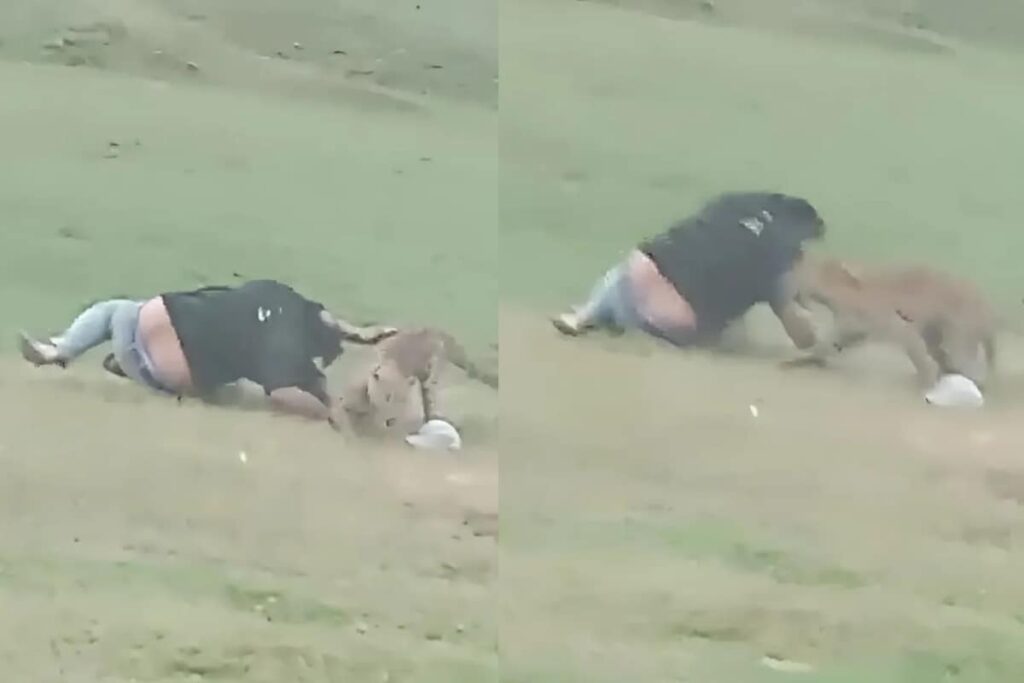 ‘Come, Come, Come…': 3 Men Tease Leopard In MP's Shahdol, Then It Mauled Them | Video