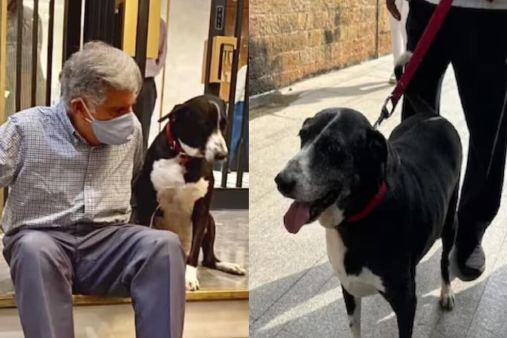 ‘Goa Is Doing Fine’: Mumbai Cop Debunks Fake News About Ratan Tata's Dog's Death