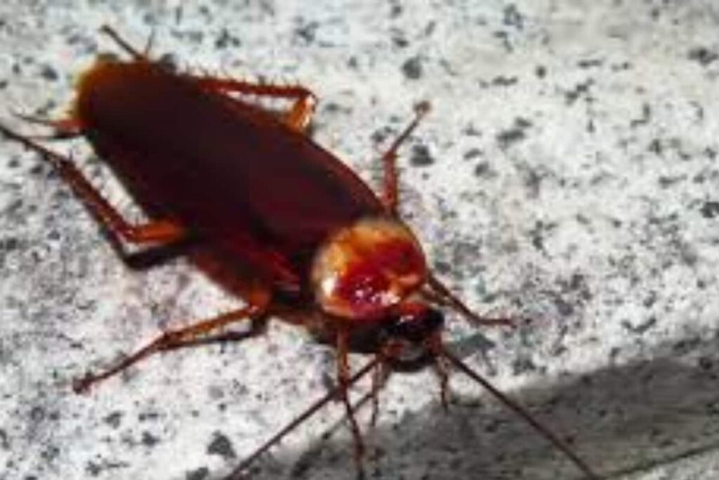 Live Cockroach Measuring 3 CM Removed From Man's Intestine In Delhi