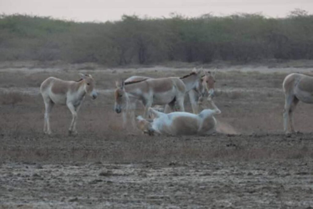 Population of Indian Wild Ass, Found Only in Gujarat, Rises to 7,672 from 6,082 in 2020