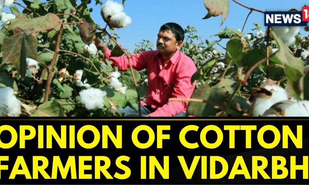 Maharashtra Elections 2024 Updates | Opinion Of Cotton Farmers In Maharashtra Vidarbha | News18