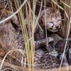 Two Cubs Born To African Cheetah Neerva Found Dead, Mutilated At MP's Kuno Park