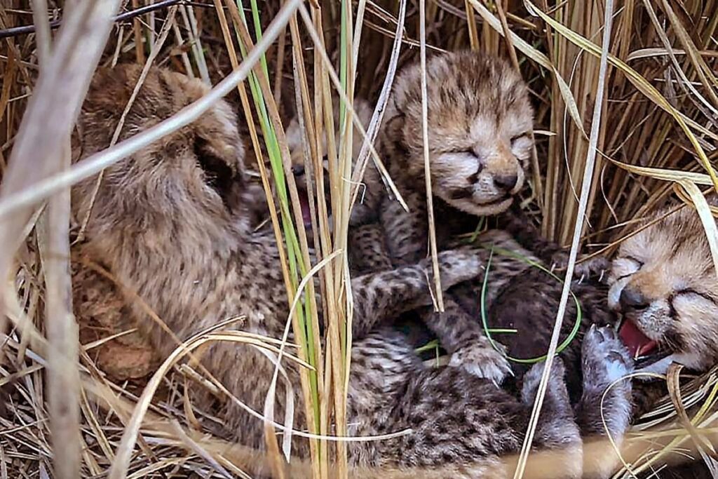 Two Cubs Born To African Cheetah Neerva Found Dead, Mutilated At MP's Kuno Park