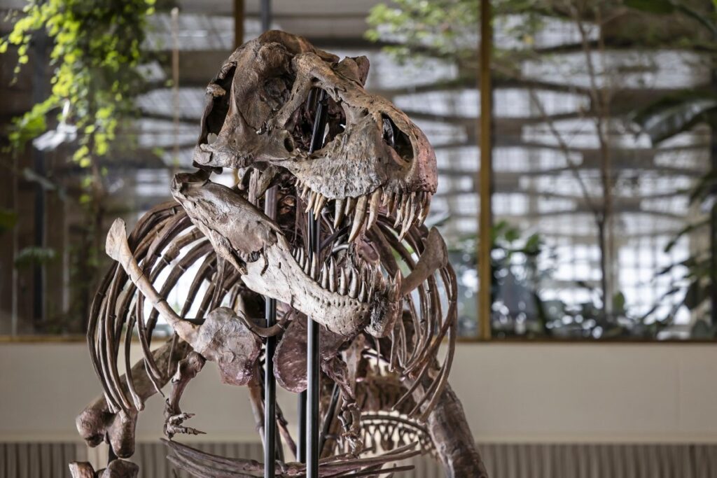 Biggest, 'Most Complete' Dinosaur Skeleton To Go On Sale At Paris Auction On Nov 16