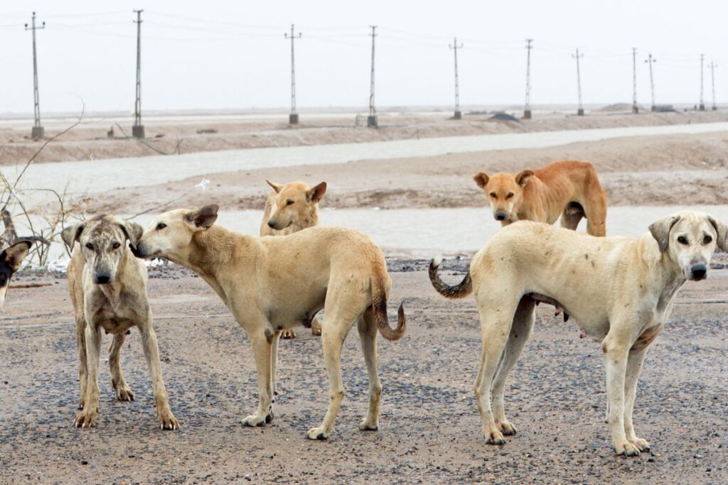Three Stray Dogs Killed After Brutally Thrashed By Men In Telangana, Sparks Outrage