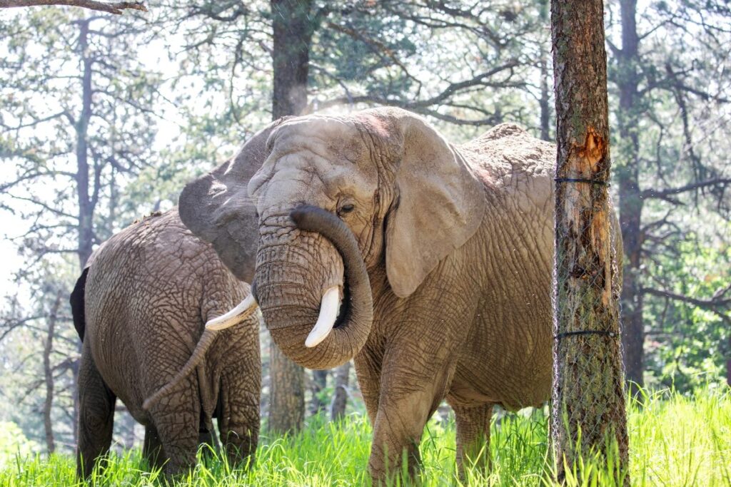 3 Elephants Electrocuted After Stepping On Live Wire Meant For Wild Boars In Odisha