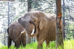 3 Elephants Electrocuted After Stepping On Live Wire Meant For Wild Boars In Odisha