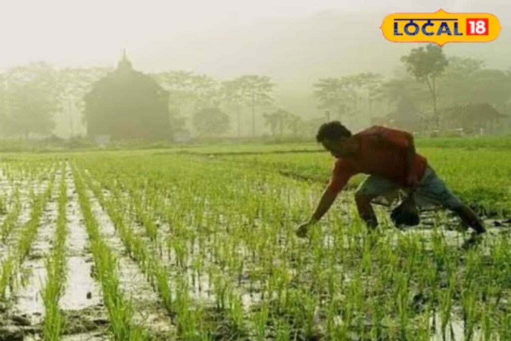 Rajasthan Raises Compensation For Farming Accidents That Lead To Spinal Cord Fracture Or Coma