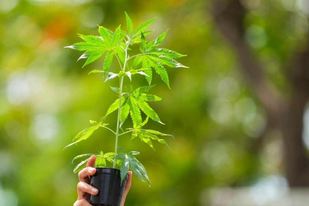 Bengaluru Couple Posts Balcony Garden Video On FB, Arrested After Neighbours Spot Ganja
