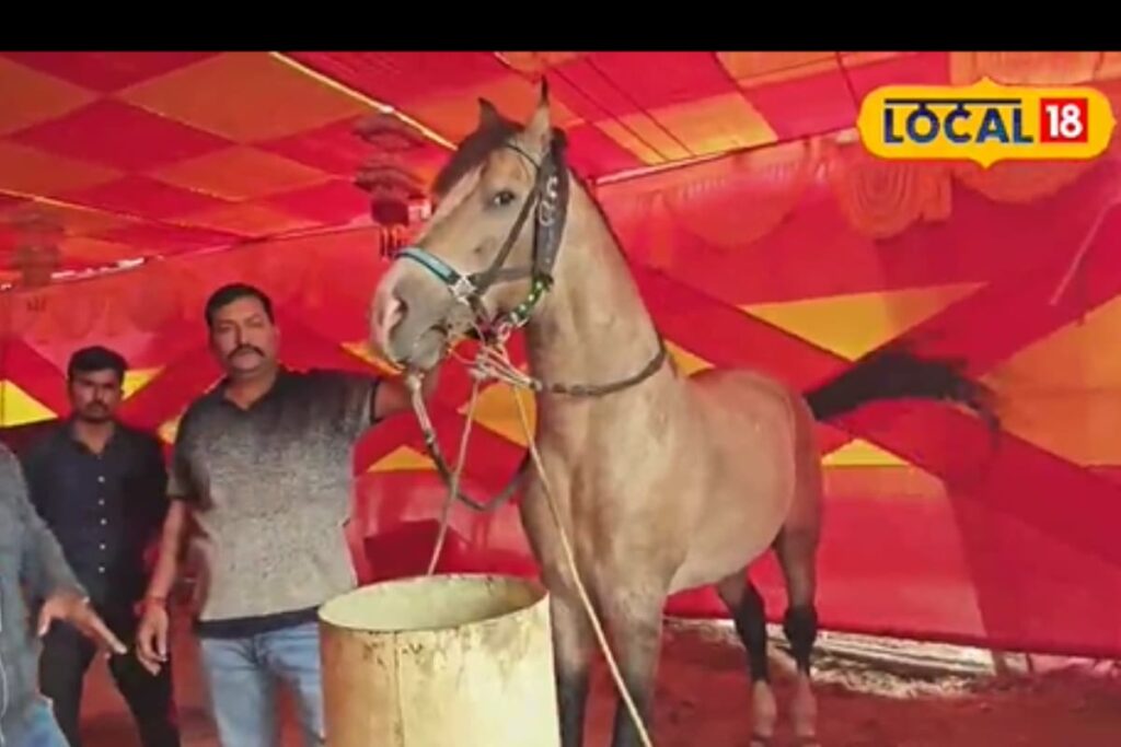 Taller Than The Great Khali, This Horse Named 'AK 56' Is Valued At Rs 1.11 Crore