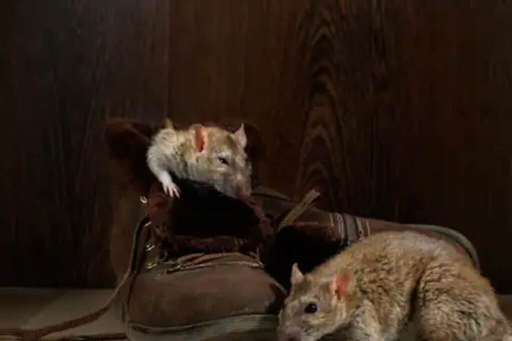 Rats Gnaw Dead Man's Eye In Patna Hospital; 2 Nurses Suspended