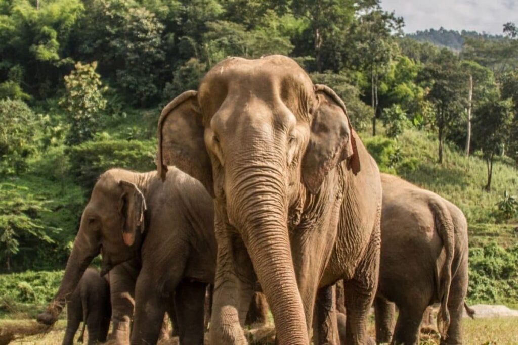 Elephant Deaths in Bandhavgarh: Centre, MP Govt Initiate Parallel Inquiries