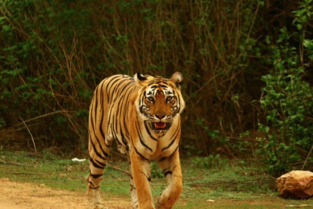 Kanpur Zoo’s Infamous Tiger, Who Had Killed 9 People, Dies At 19 From Age-Related Ailments