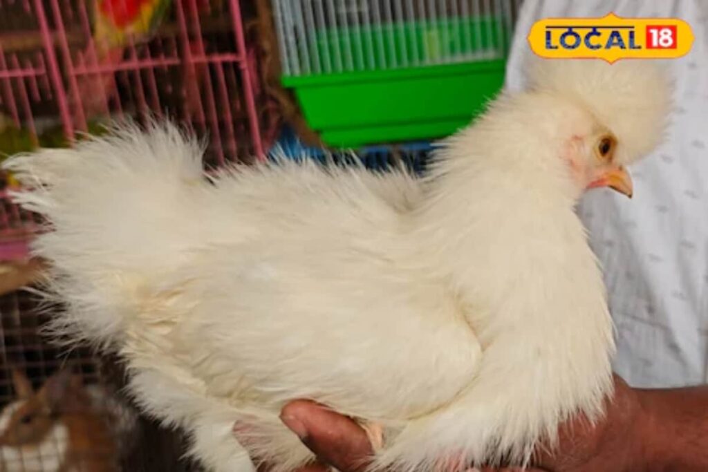 Japanese Silk Chicken, Priced At Rs 4,500, Is A Hit At The Sonepur Animal Fair