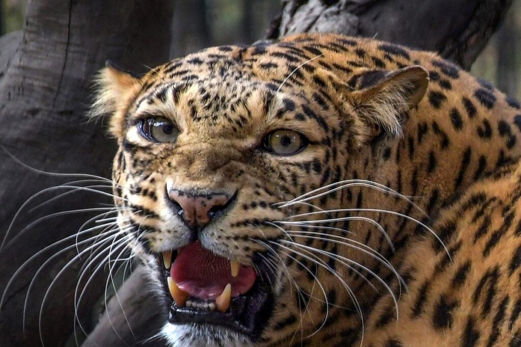 Woman Mauled To Death By Leopard Near Bengaluru