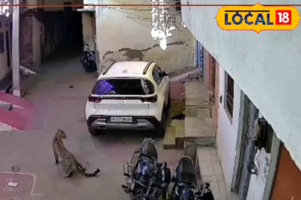 Leopard Caught On Camera Attacking Street Dog In Udaipur Residential Area