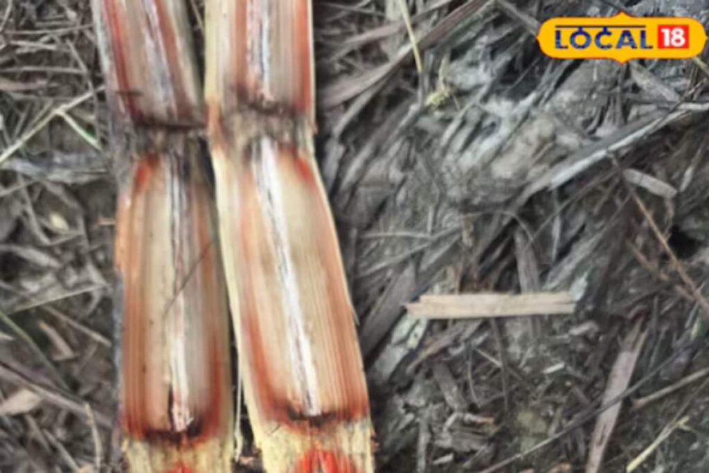 What Is Red Rot Disease Threatening Sugarcane In Lakhimpur Kheri?