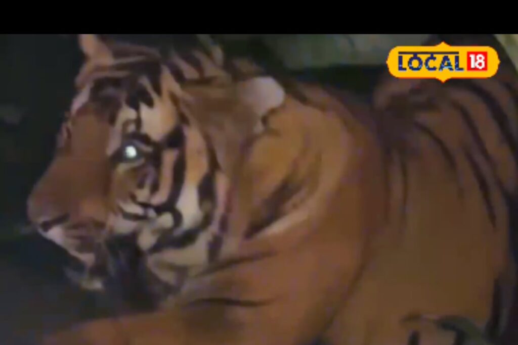 Tiger Terror Grips Pilibhit As Big Cat Spotted After Two Consecutive Attacks