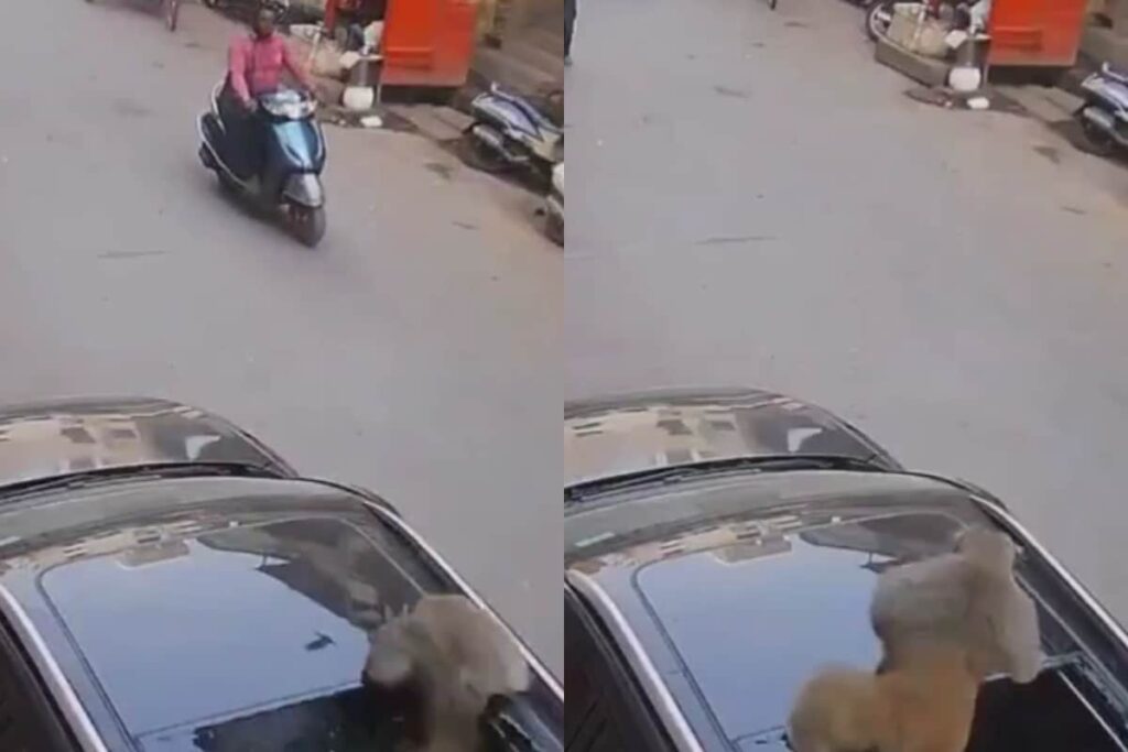 Monkey Jumps On SUV, Shatters Car's Sunroof And Escapes In Varanasi | Watch