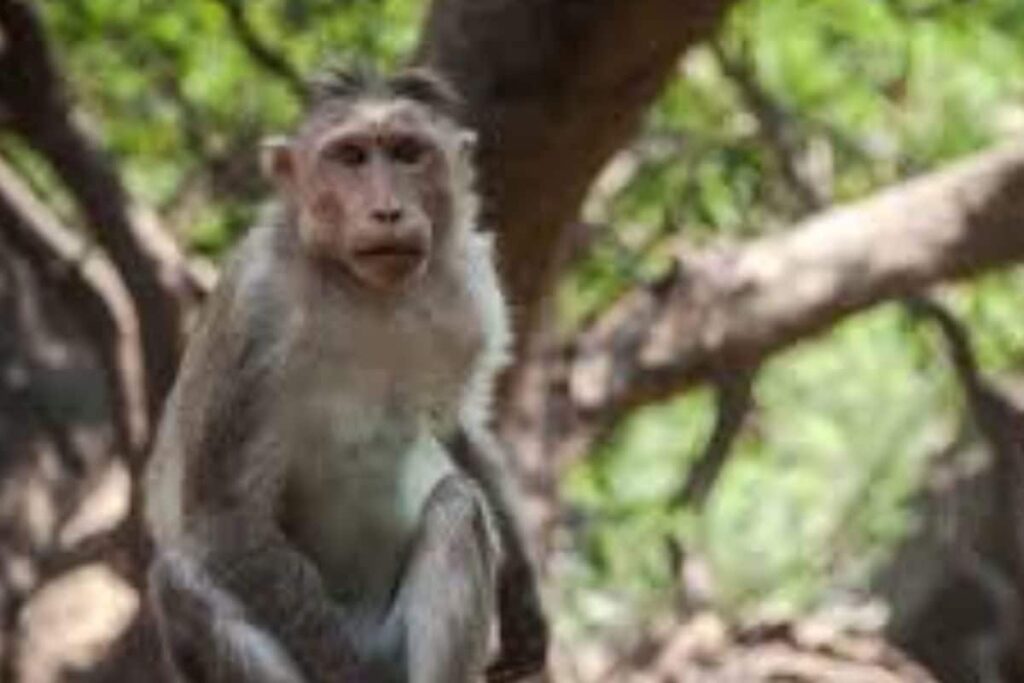 Over 100 Monkeys Die Of Toxic Chemical, Buried In Pit To Hide Carnage In UP's Hathras