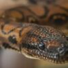 3 L Cases, 2,000 Deaths A Year: Snakebite Now 'Notifiable Disease', Reporting By States & UTs Mandatory